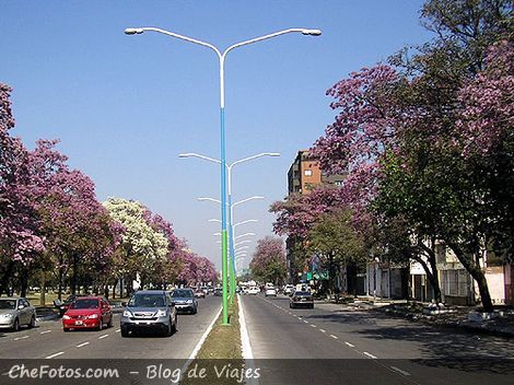 Avenidas arboladas en Tucumán