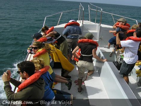 Bote para avistaje de ballenas