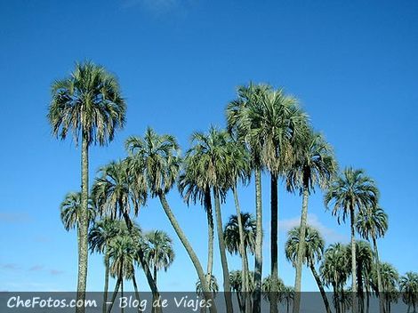 Palmeras Yatay en el Parque Nacional