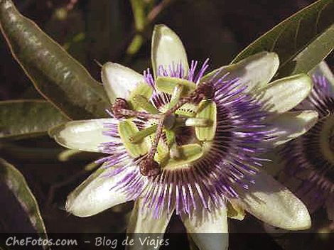 Flor de la pasionaria, flor Mburucuyá