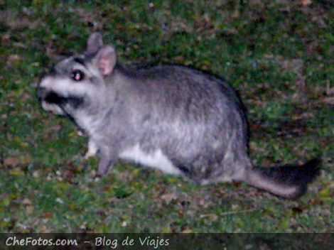 Foto de una Vizcacha