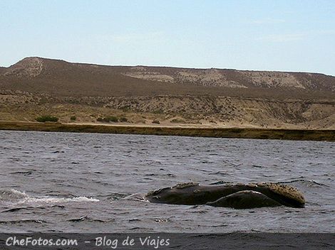 La ballena franca Austral