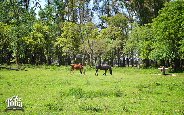 Caballos en Estancia Yucat Cordoba