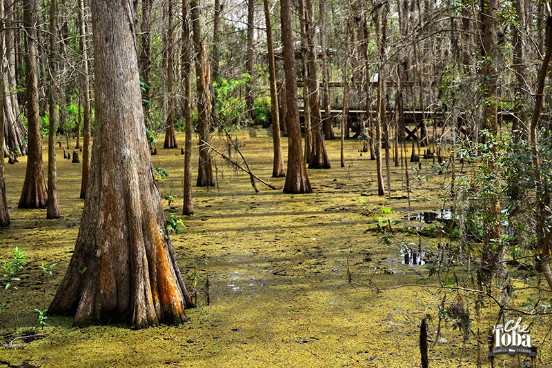 pantano-de-cypreses