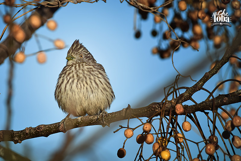 Observación de aves en Mar Chiquita