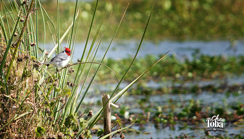 Aves de Iberá