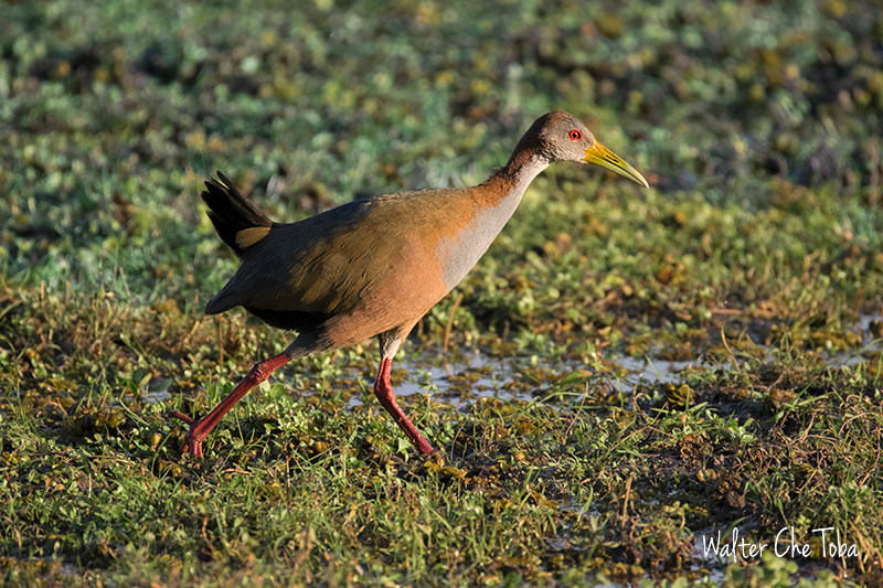 Observación de Aves en los Esteros del Iberá