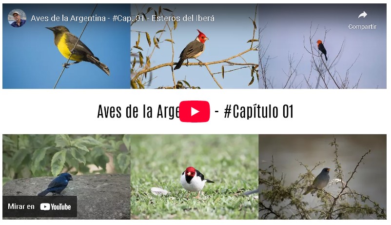 50 especies de aves de los Esteros del Iberá y sus cantos