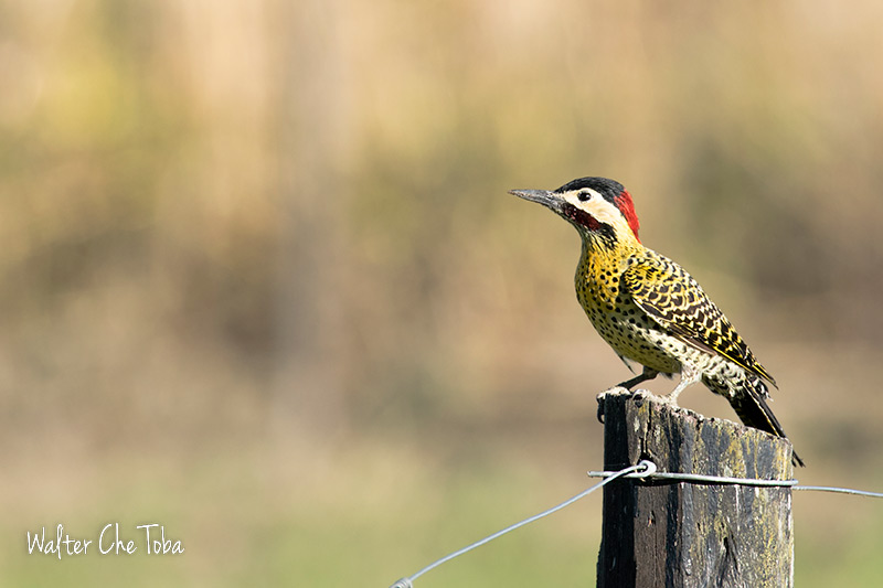 Villa María / Villa Nueva - Córdoba - Turismo de Aves