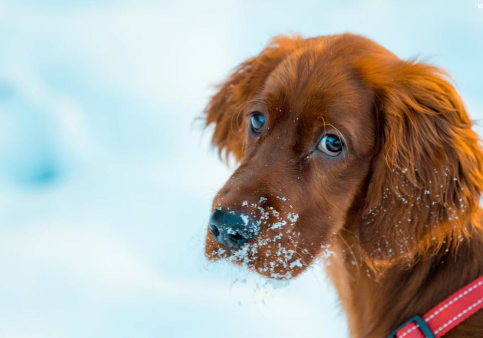 Se puede viajar a Chile con un perro?