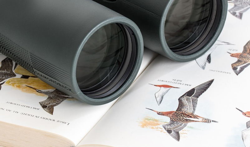 Binoculares para observar aves