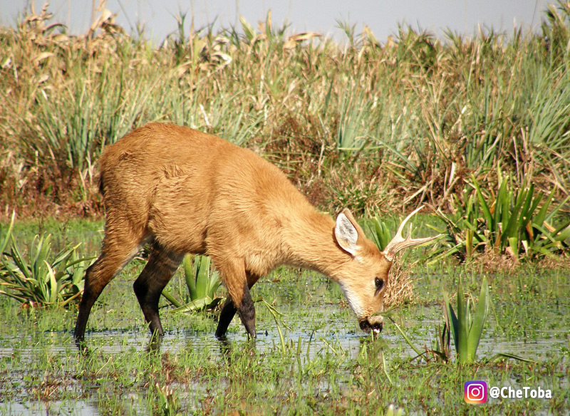 Paisajes de los Esteros del Iberá