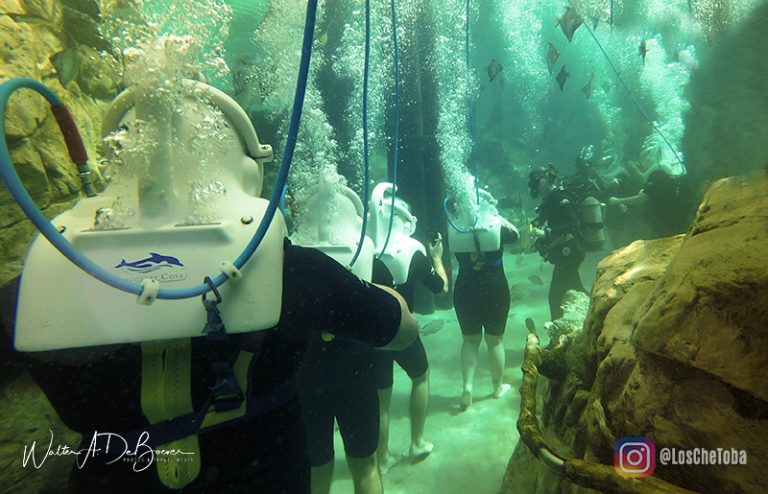 Discovery Cove Orlando - Tour 360° VR