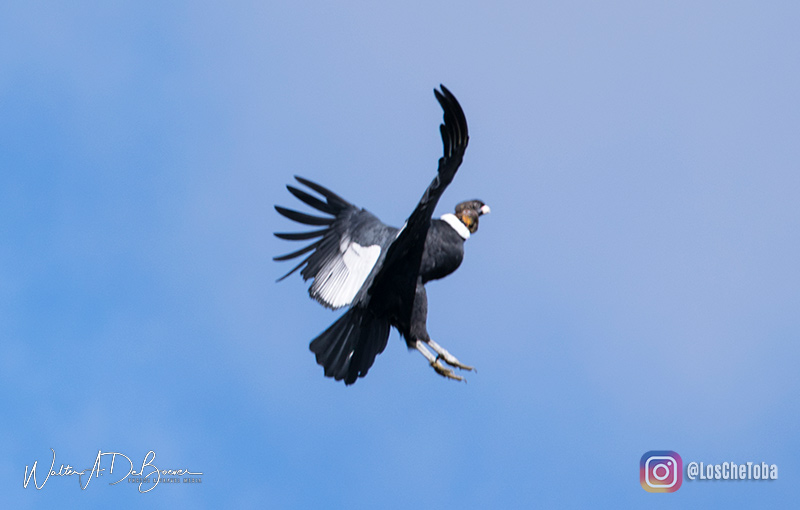 Turismo de Aves: Avistaje de Cóndores en Merlo