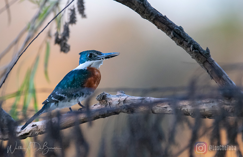 Fotografía de Aves Che Toba