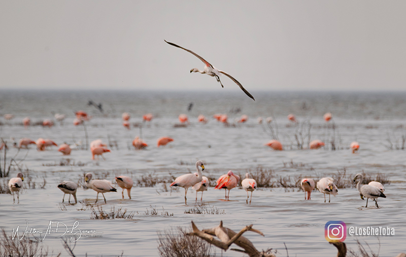 Flamencos Laguna de Mar Chiquita