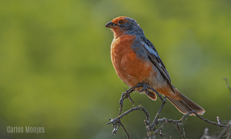 aves de villa maria