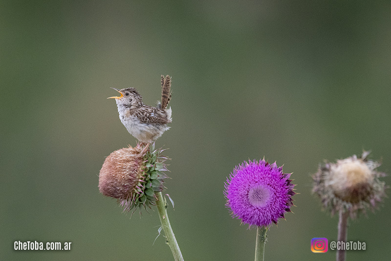 Viajando sin salir de casa - #BirdWatching II