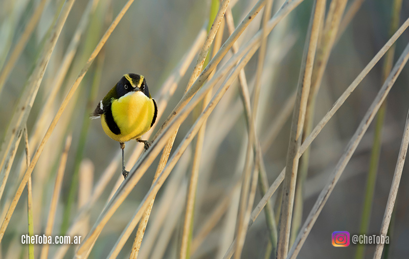 safaris fotográficos de aves en Córdoba