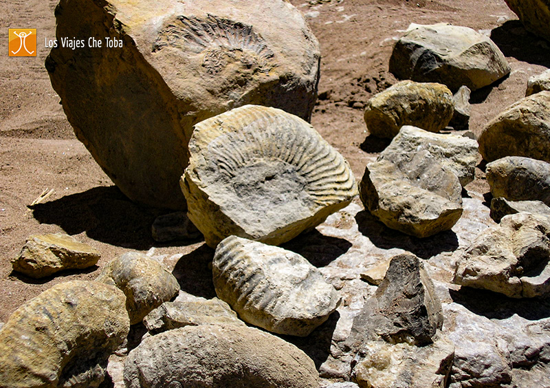restos fósiles cascadas manqui malal