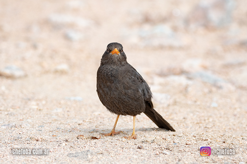 Mis primeras fotos de aves de Córdoba