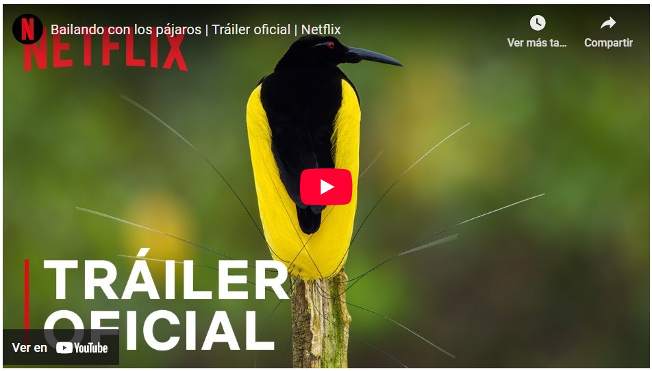 Bailando con los pájaros, Netflix