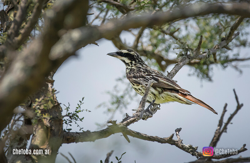 Avistaje de aves en Córdoba