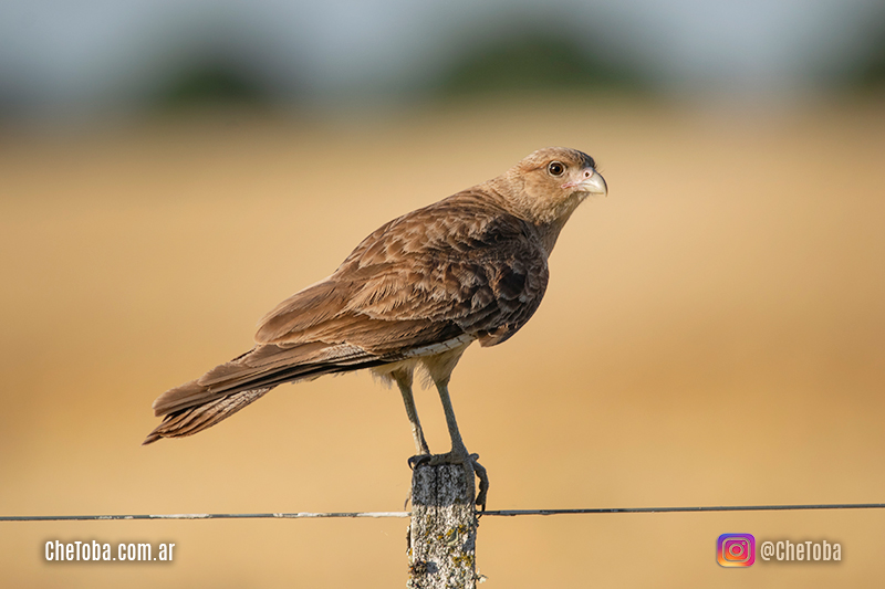 Fotografía de vida silvestre con Nilkon