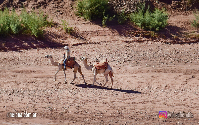 Camellos en el desierto Marroquí