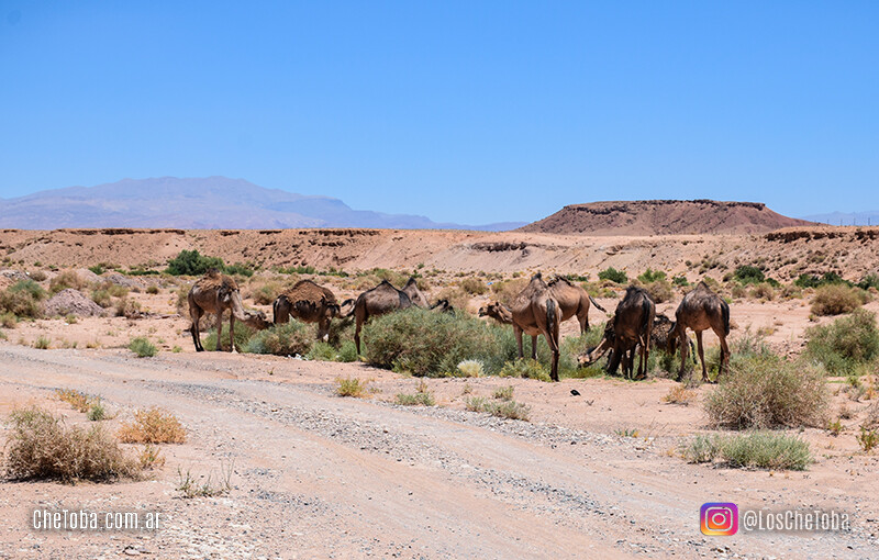 Ruta del desierto Marruecos
