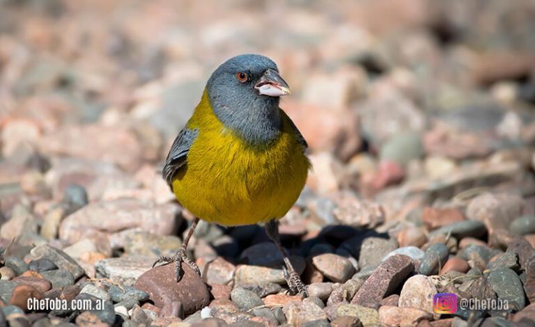 Cómo se pronuncian los nombres científicos de las aves?