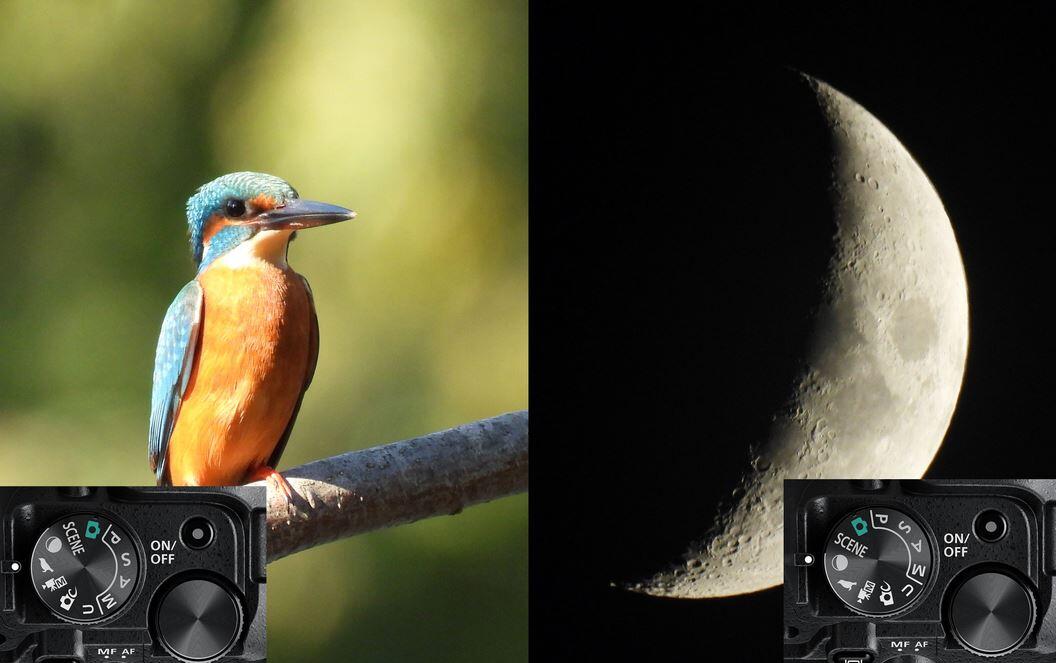 Cámara de fotos para la fotografía de aves