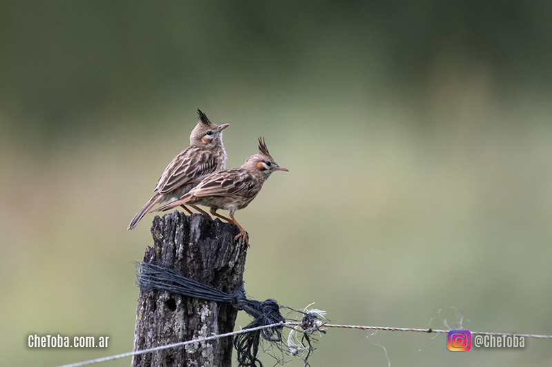 Fotografía de aves Che Toba