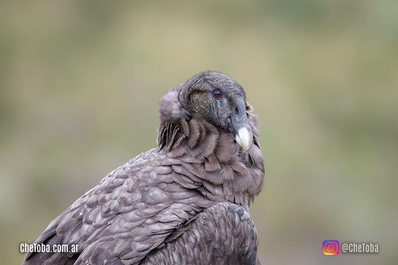 Fotografía de Aves Nikon D7500