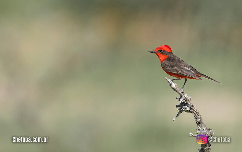 Observación de Aves en Córdoba