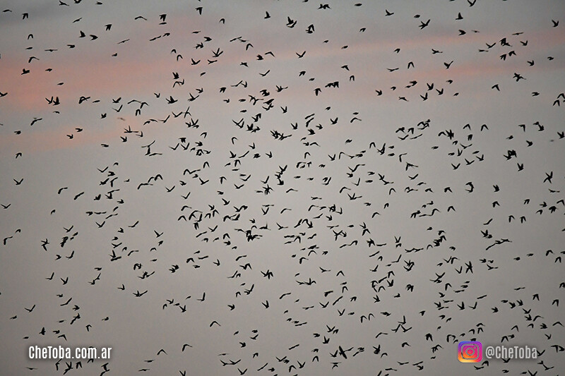 Cómo seguir las rutas migratorias de las aves?