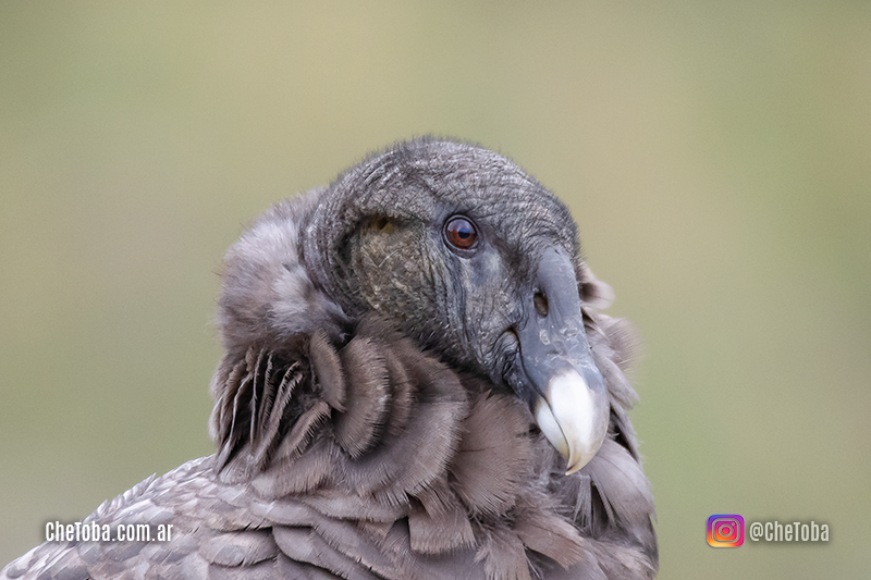 Tips para mejorar tus fotografías de aves