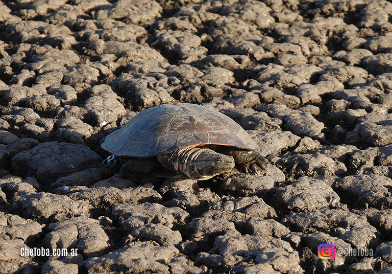 Salvamos a una tortuga?