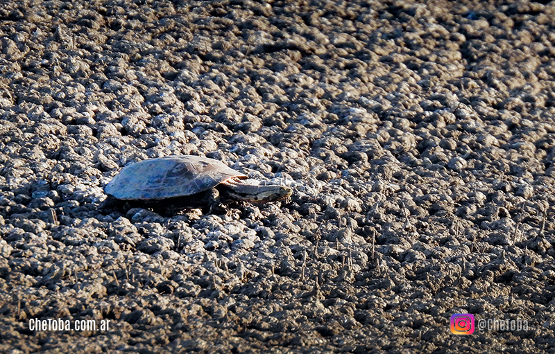 Tortuga acuática