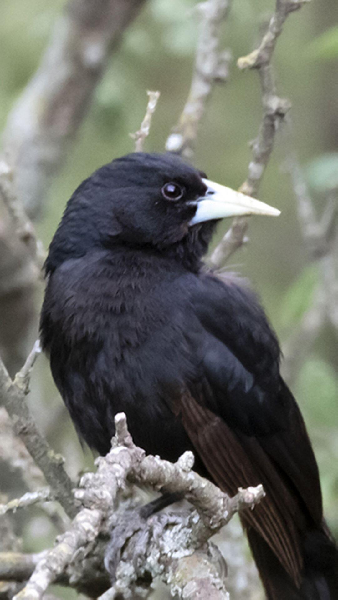 Foto de Boyero Negro