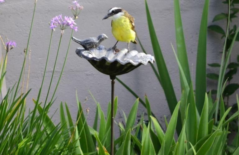 Por qué deberías participar en el conteo mundial de aves de jardín?