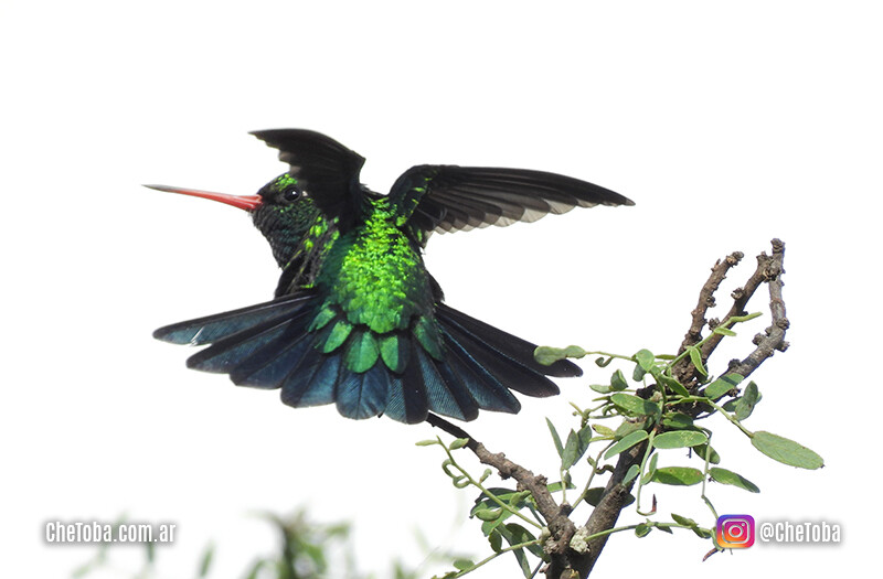 fotos de naturaleza en Clave Alta