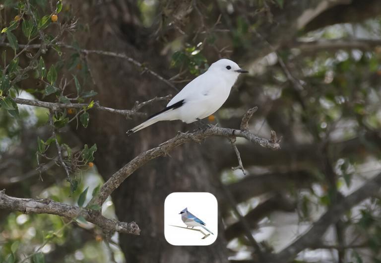 BirdNet App Argentina