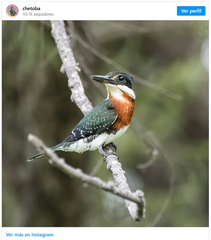 Fotos de aves en mi cuenta @chetoba