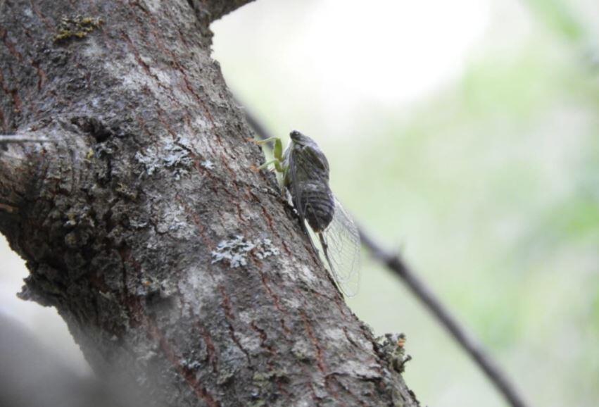 Foto de una chicharra en un árbol