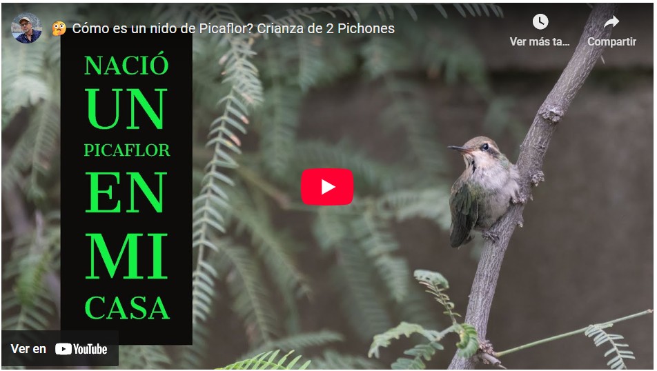 Nido de Colibrí (Seguimiento) que nació en mi casa