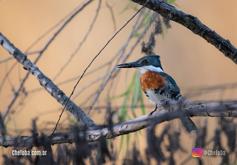 Aves de Villa Nueva Córdoba