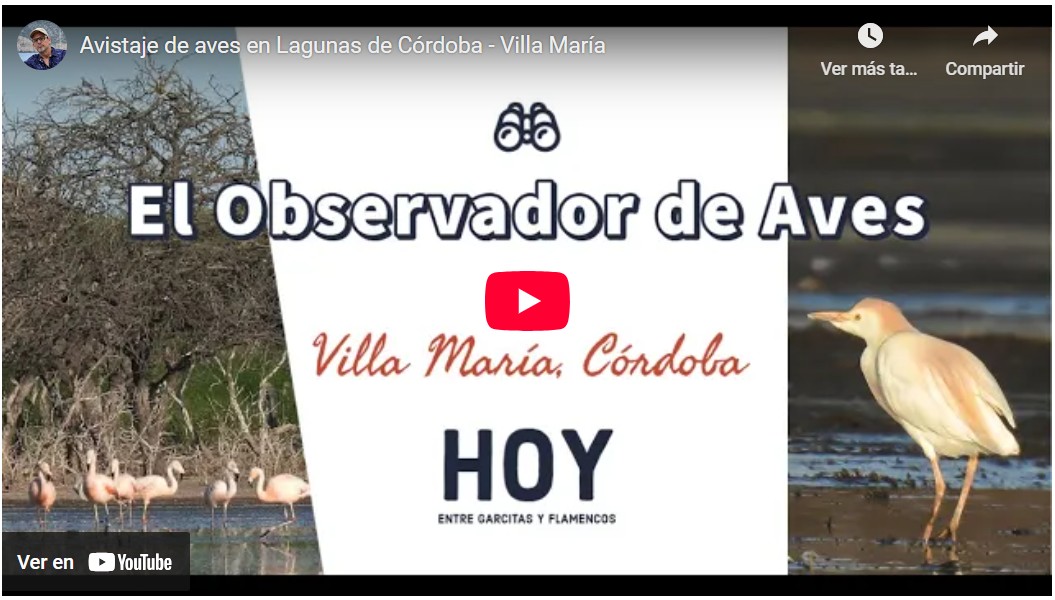 Video Observador de Aves Villa María