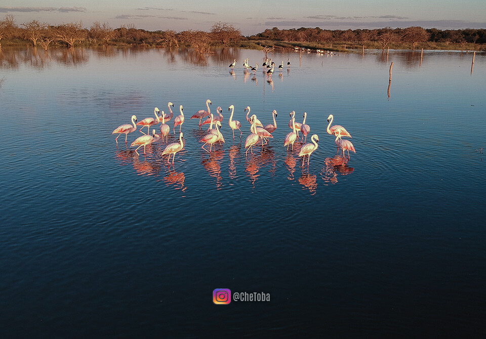 Fotos de Aves Che Toba