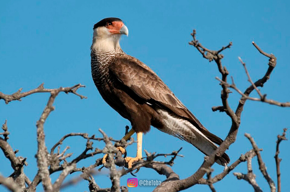 Carancho Aves Argentinas